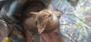 bkh Kater abzugeben  Bild 10