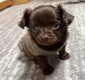 Chi Welpen im Auftrag meiner Schwägerin 