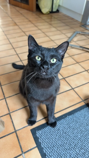 Verspielter süßer Kater sucht ein neues Zuhause