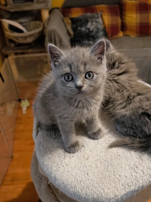 BKH  BLH Kitten suchen ein liebevolles Zuhause 