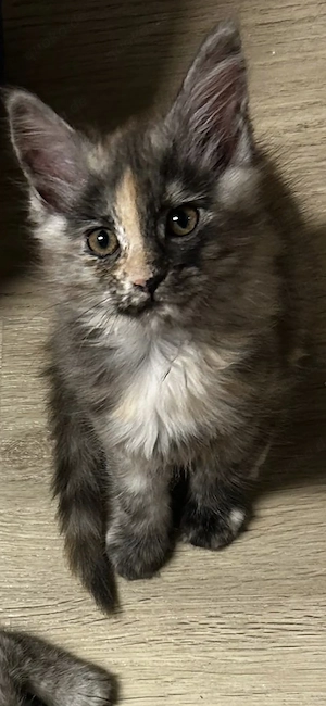 Amber und Athena   ein außergewöhnliches Duo, das Herzen erobert 