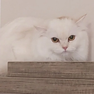 AB SOFORT Perser Kater mit Nase