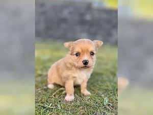 4 Langhaarige Chihuahua Welpen suchen ein neues Zuhause