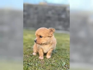 Liebevoll aufgezogene Chihuahua-Welpen suchen ein neues Zuhause