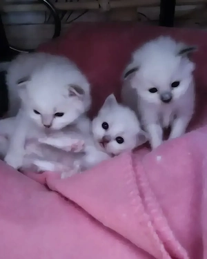 Heilige Birma kitten