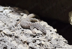 Stachelschwanzvaran Varanus Acanthurus  Bild 2