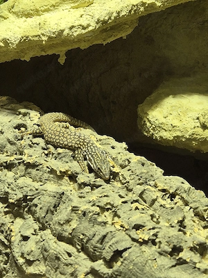 Stachelschwanzvaran Varanus Acanthurus  Bild 4