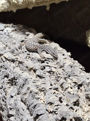 Stachelschwanzvaran Varanus Acanthurus  Bild 5
