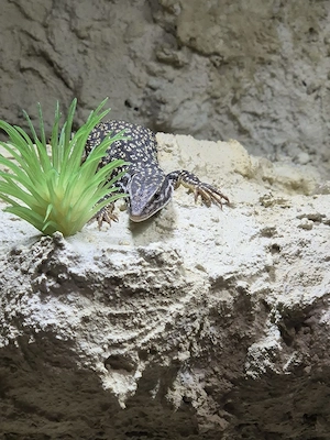 Stachelschwanzvaran Varanus Acanthurus  Bild 3