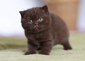 Britisch Kurzhaarkatzen