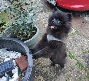 Pomeranian Zwergspitz Welpe 