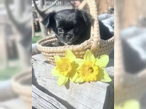 Wunderschöne Chihuahua-Welpen suchen ein Zuhause