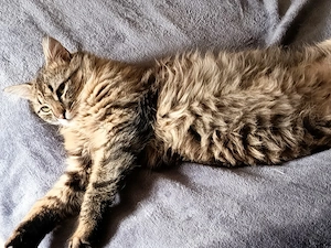 Hübscher Langhaar Kater 10 mon 