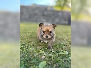 Gesunde und glückliche Chihuahua-Welpen suchen ein neues Zuhause  Unsere Welpen sind gesund, fröhlic