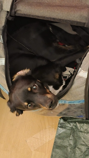 im auftrag einer freundin, joshi sucht ein zuhause 