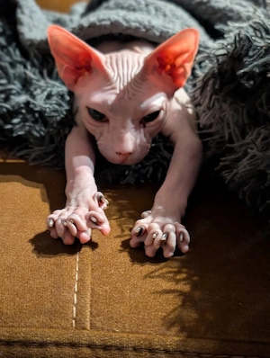 Unsere Mathilda (Tilli) sucht ihr Für-immer-Zuhause 