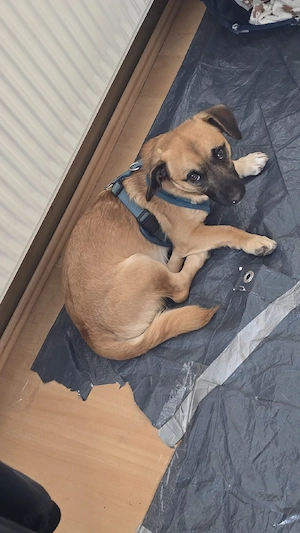 im auftrag einer freundin, sucht stitch sein zuhause 