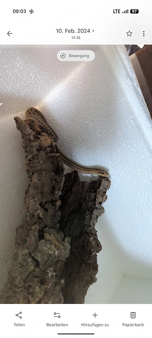 dionennatter elaphe dione zu verkaufen