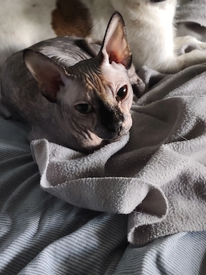 Deckkater Sphynks bietet seine Dienste an