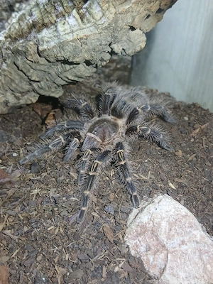 Vogelspinnen zur Abgabe