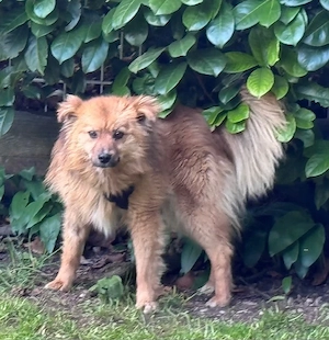 Lion der kleine Minilöwe, hat ein Herz aus Gold   bei Fürstenfeldbruck