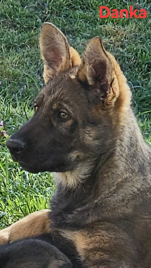 Reinrassige Schäferhundwelpen stammen aus 100% DDR Linien