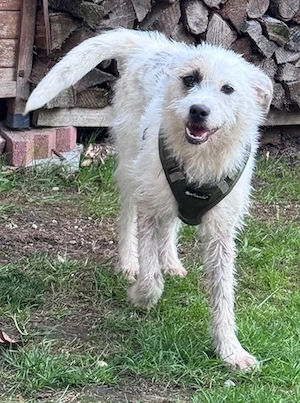 Nussini möchte gerne an Deiner Seite sein   wartet bei Fürstenfeldbruck