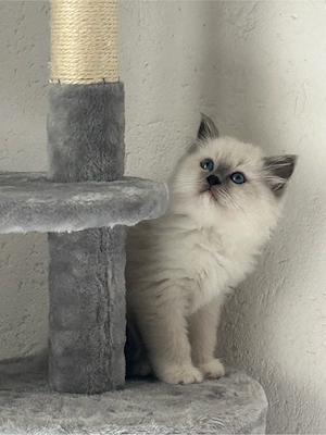 Heilige Birma (8Woche alt)