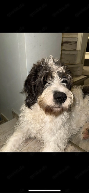 Junge Pudel Mix Hündin