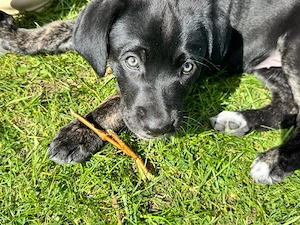 Trude ist bereit auszuziehen und sucht ihr für immer Zuhause.
