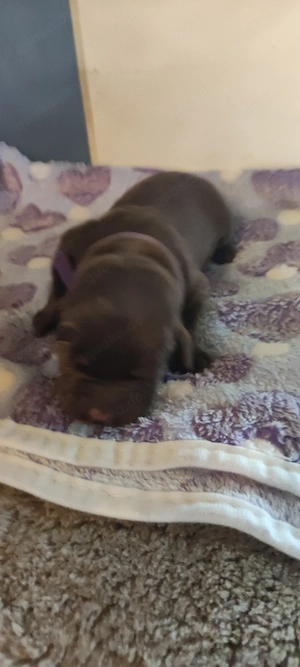 Labrador Welpen 