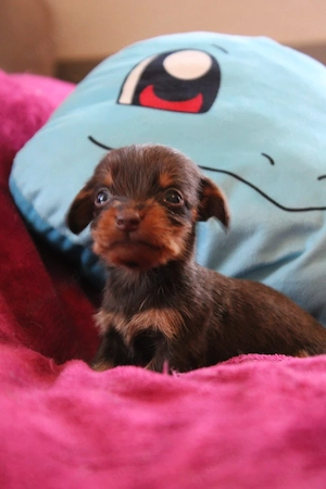 Zwerg Dackel Mädchen zuverkaufen