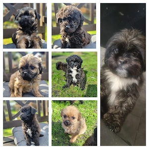 Gesunde Havapoowelpen abzugeben 