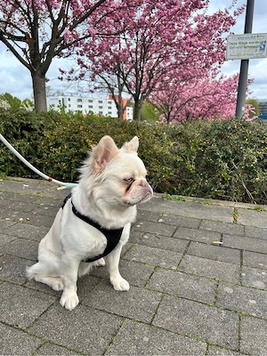 Französische Bulldogge 