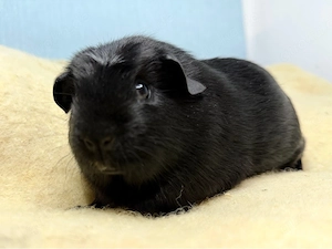 Wunderschöne Meerschweinchen, männlich kastriert