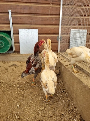 Ko Shamo Zwerghühner Blau-Weizenfarbig