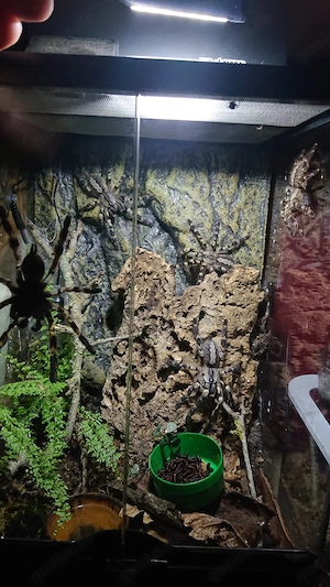 Nehme Vogelspinnen auf 