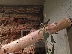 Nehme Agamen aus den Tropen auf 