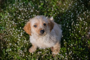 Welpe *ULLI* Der Süße ist fröhlich, kontaktfreudig, verspielt und verschmust