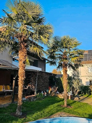 Hanfpalme Palme Winterfest Winterhart Groß Garten Pflanze