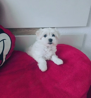 Reinrassige malteser mädchen welpe 