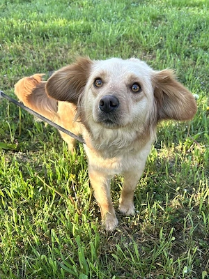 *FEE* - eine liebevolle Hundemama 