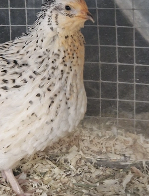 Legewachteln 4 Hennen 