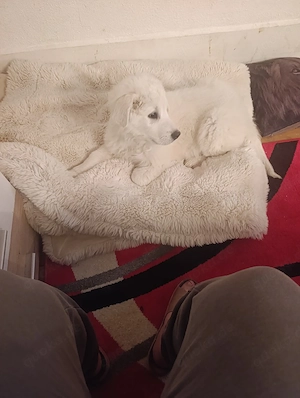 Hütehund, Abruzzen 6 Monate alt 