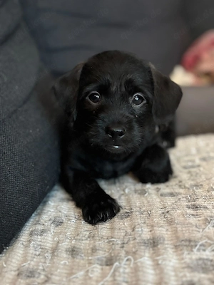 Rauhaar Dackel-Chihuahua-Pudel-Mix Welpe möchte endlich ausziehen 