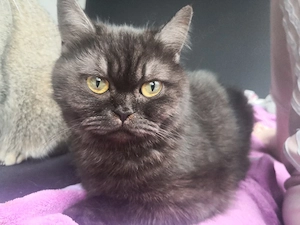 Bkh katze black smoke 