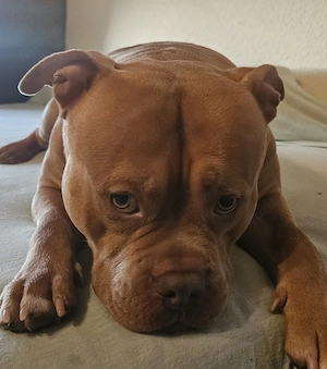 American Bully Deckrüde für Deckakte