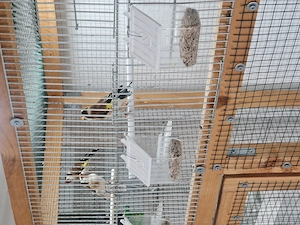 Stieglitz mayor Natur Farbe 