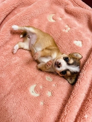 Langhaar Chihuahua-Welpen mit Ahnentafel abzugeben   