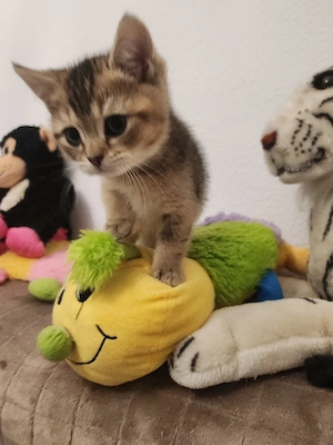 Reinrassige BKH Junge sucht neues Zuhause